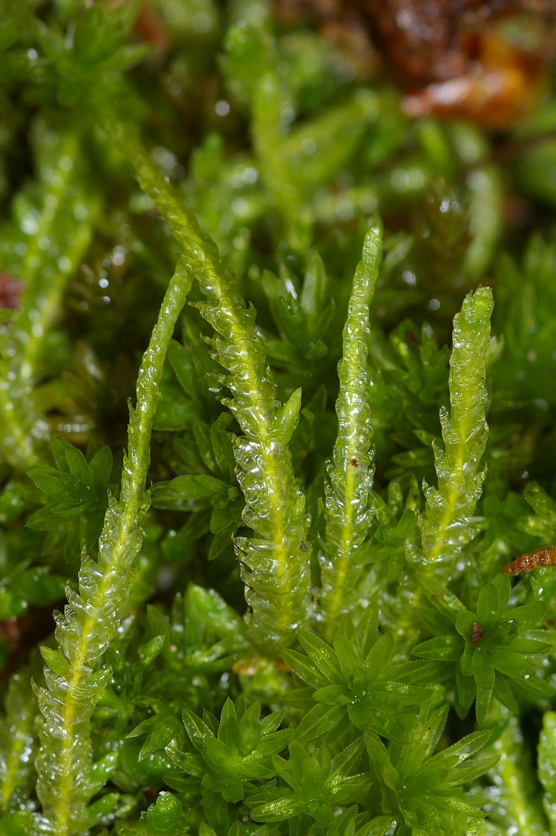 Plagiothecium undulatum